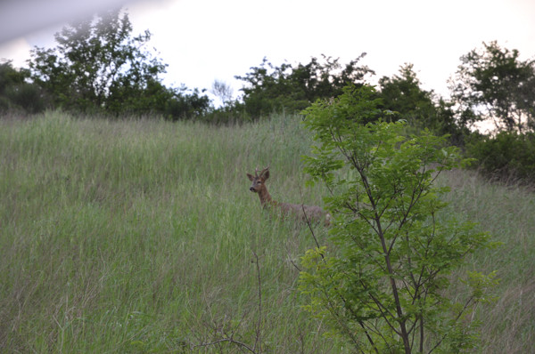 Il Capriolo